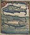 illustration of Pisces, the fish