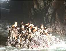sea lions bask on a rock at Sea Lion Caves