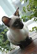 siamese cat