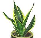 snake plant