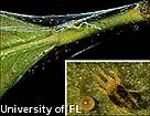 spider mites