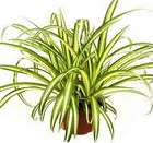 spider plant