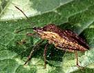 squash bug