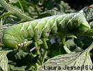 tomato hornworm