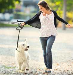 walk a dog and lose weight!