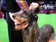 Hickory, scottish deerhound,  Best in Show