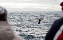 whale watching in Husavick, Iceland