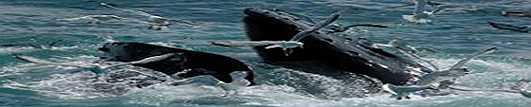 whale watching