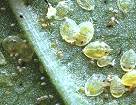 whitefly