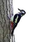 woodpecker