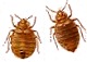 Bedbug close up view