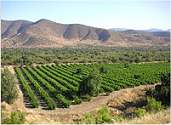 Chile vineyard
