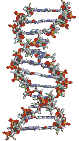 DNA