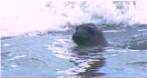 Elephant seal