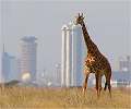 Giraffe roams Nairobi National Park