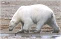 Arctic polar bear