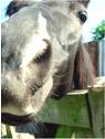 Stable horse