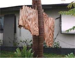 Plywood board slices palm tree, Hurricane Andrew
