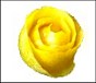 lemon rose