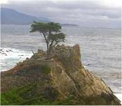 Elephant seals