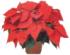 Poinsettia