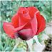 Growing roses