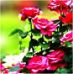 Flowers for Mother's Day
