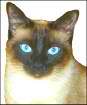 Siamese cat
