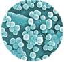 Staph infection pictures