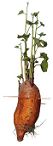 Sweet potato grown in water