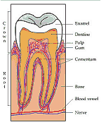 diagram of a tooth