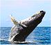 Whale watching