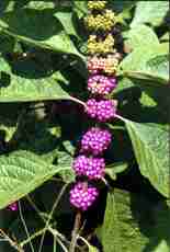 American Beautyberry -Callicarpa americana is a source of natural insect repellants - Photo by Stephen Duke, ARS 