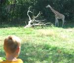 watching giraffes at the bronx zoo