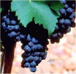 Shiraz Wines