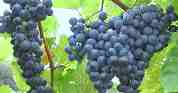 Illinois Vineyards & Wineries