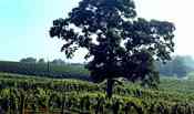 North Carolina Wineries & Vineyards