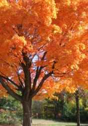 Play outside or indoors and watch autumn leaves turning bright colors in Aspen Colorado