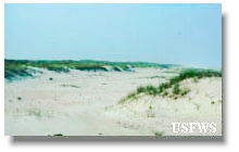 Sand Dunes in VA courtesy USFWS