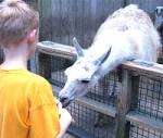 feeding llamas at the bronx zoo