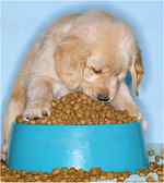 puppy eats a nutritious breakfast