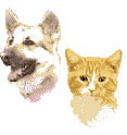 Dog & cat