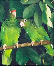 Parrots in the Caribbean National Forest.