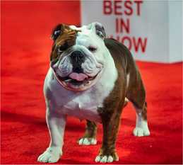 AKC Championship Best in Show