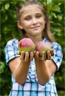 young girl with fresh picked mcintosh apples