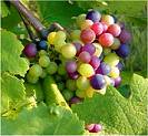austrian grapes