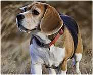 healthy old beagle