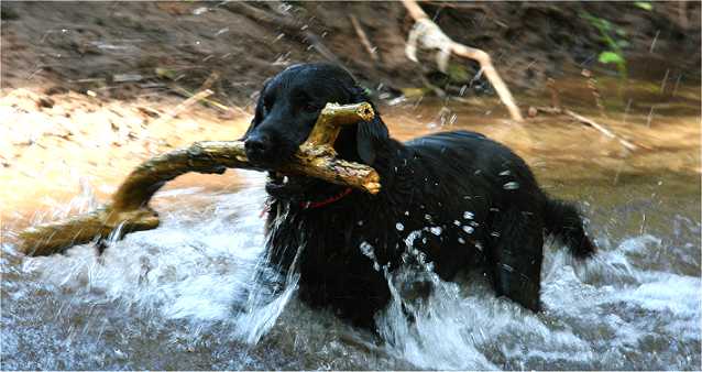 black labrador retriever fetching a stick in the water