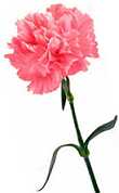 Mother's Day carnation