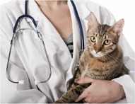 cat visits the vet